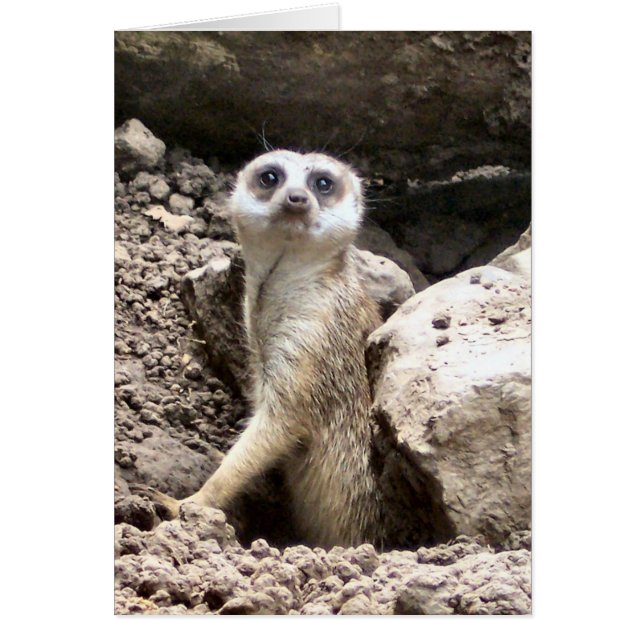 Cartão Meerkat nº 7 (Frente)