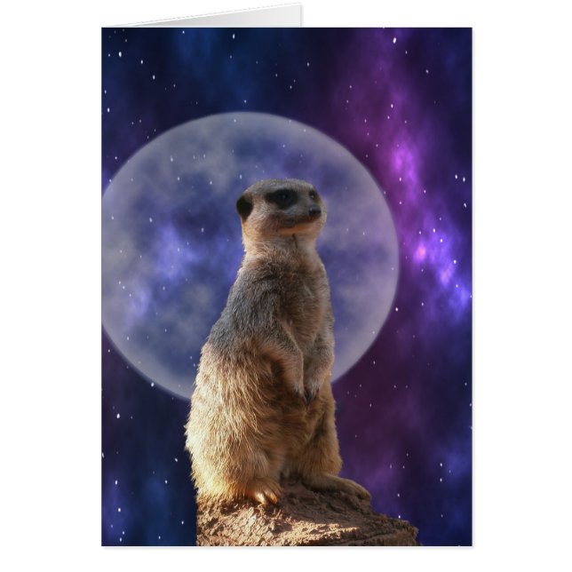 Cartão Meerkat Na Noite Azul De Lua Cheia, (Frente)