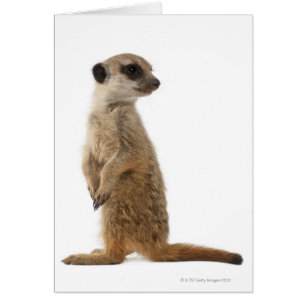 Cartão Meerkat ou Suricate - suricatta do Suricata