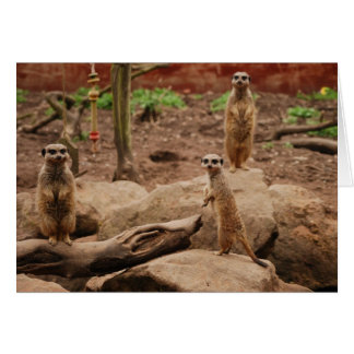 Cartão meerkats