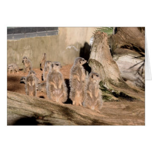 Cartão Meerkats