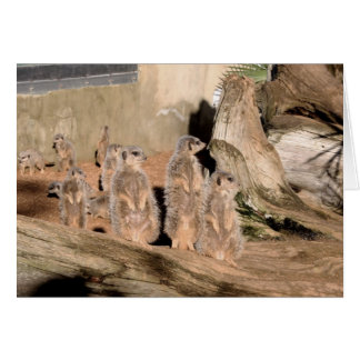 Cartão Meerkats