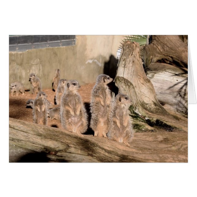 Cartão Meerkats (Frente Horizontal)