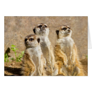 Cartão Meerkats