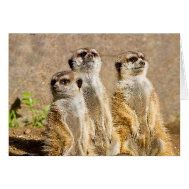 Cartão Meerkats (Frente Horizontal)