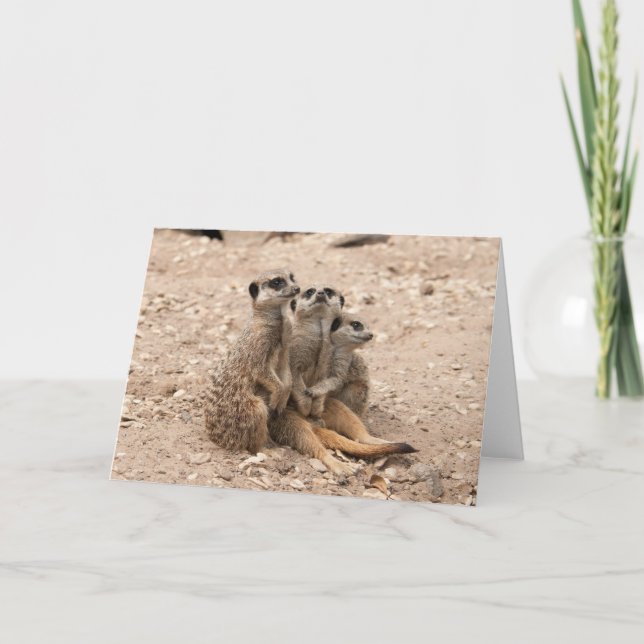 Cartão Meerkats In A Huddle Greeting Card (Frente)