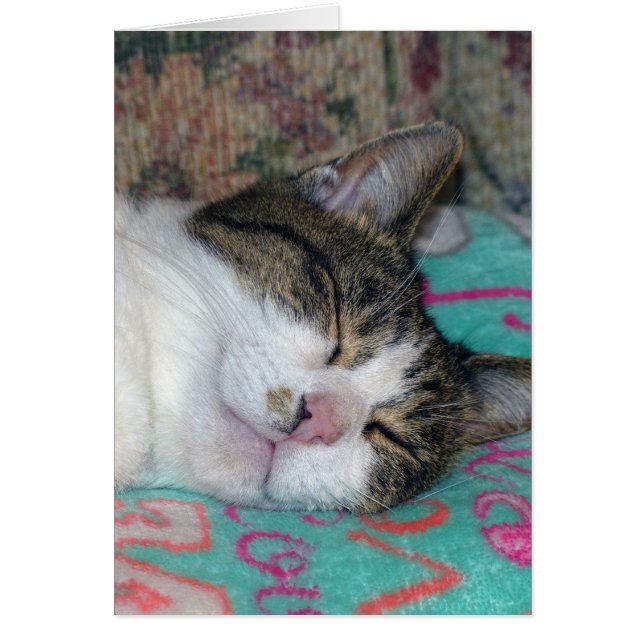 Cartão Mel Dormindo (Frente)