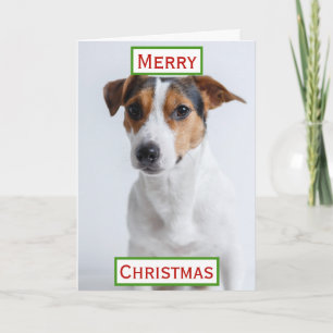 Cartão Melhor Pai de Cachorro de Natal Foto de Animal de 