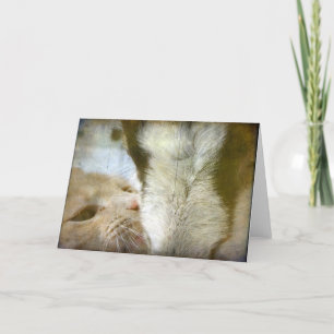 Cartão Melhores Amigos, Ocasiões de Gato e Cabra