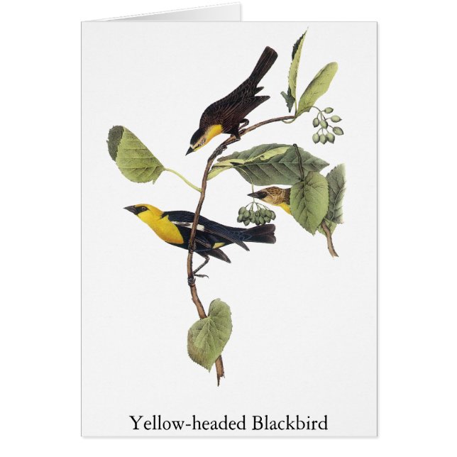 Cartão melro Amarelo-dirigido - John Audubon (Frente)