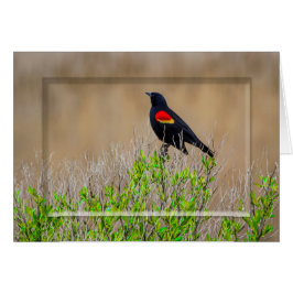 Cartão melro Vermelho-voado - COLEÇÃO dos PANTANAIS -