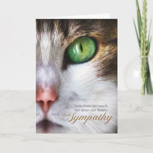 Cartão Mensagem do Cat Pet Sympathby Tabby Face Tender