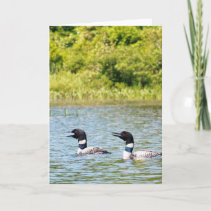 Cartão Mergulhões-do-norte que chamam os outro