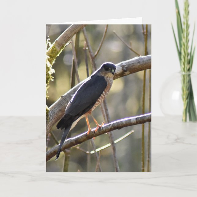 Cartão Merlin Falcon - Frameable Art Card (Frente)