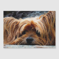 Cartão Metálico de Foto Yorkshire Terrier
