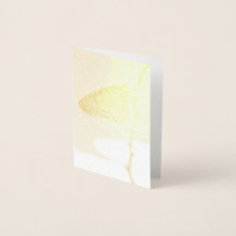 Monarca na Luz da Manhã