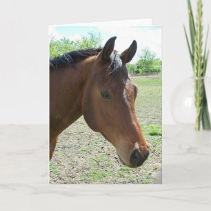 Cartão Meu Amigo, O Cavalo