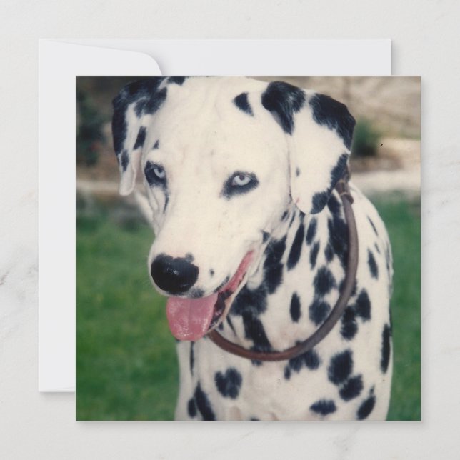 Cartão Meu Amigo Pet Envie Sua Própria Foto Personalizada (Frente)