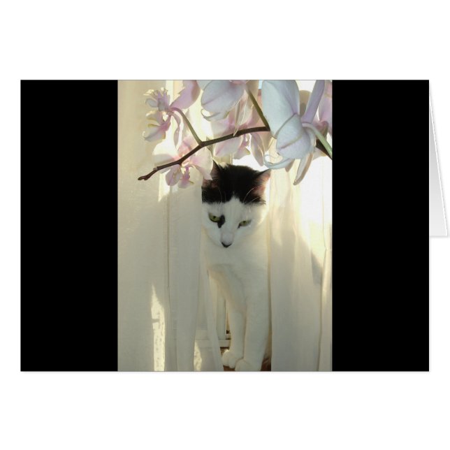 Cartão Meu Gatinho Bonito (Frente Horizontal)