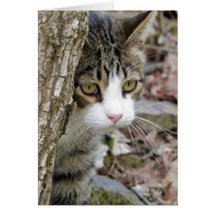 Cartão Meu Gato De Caça