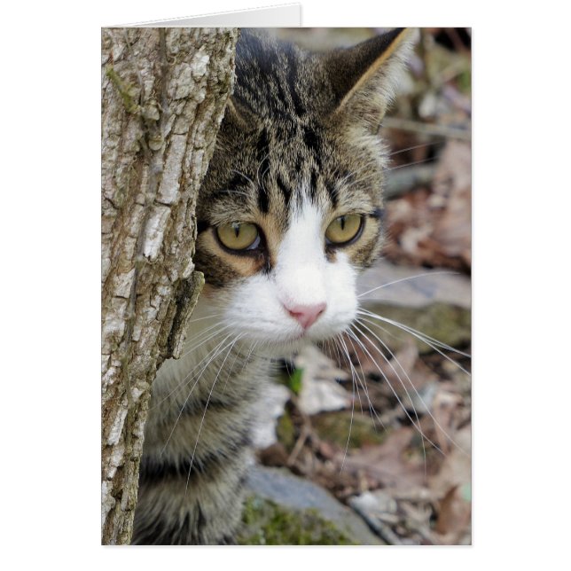 Cartão Meu Gato De Caça (Frente)