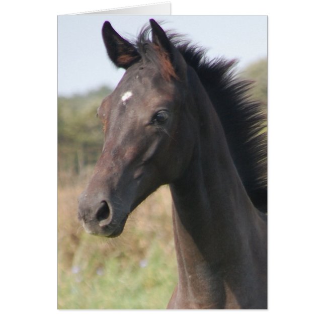 Cartão Meu novo pônei (Frente)