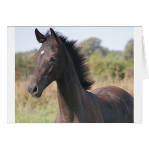 Cartão Meu novo pônei