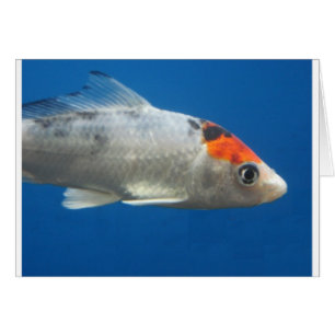 Cartão Meu Peixe de Peixe Koi