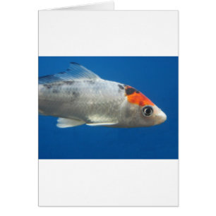 Cartão Meu Peixe de Peixe Koi