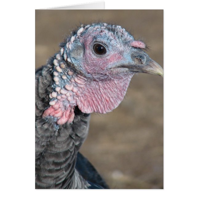 Cartão Meu Pet Turquia (Frente)