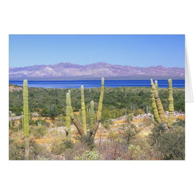 Cartão México, Baja California Sur, Cardon Cactus (Frente Horizontal)