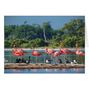 Cartão México Rio Lagartos
