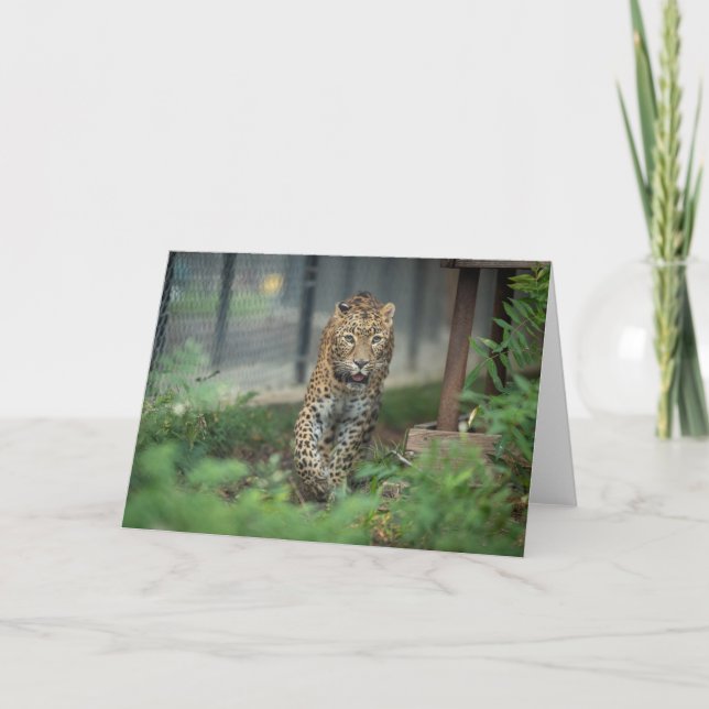 Cartão Mia - (Frente)