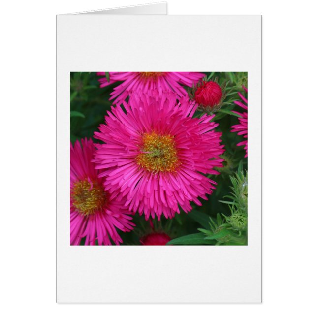 Cartão Michaelmas Daisies (Frente)