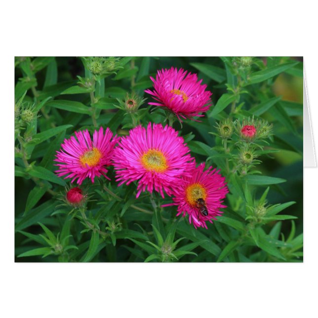Cartão Michaelmas Daisies e Bee (Frente Horizontal)