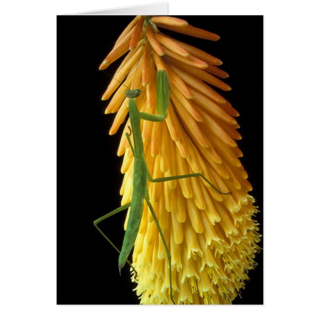 Cartão Michigan, Rochester Colinas. Rezando Mantis em Ver (Frente)