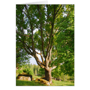 Cartão Midverão Light Småland