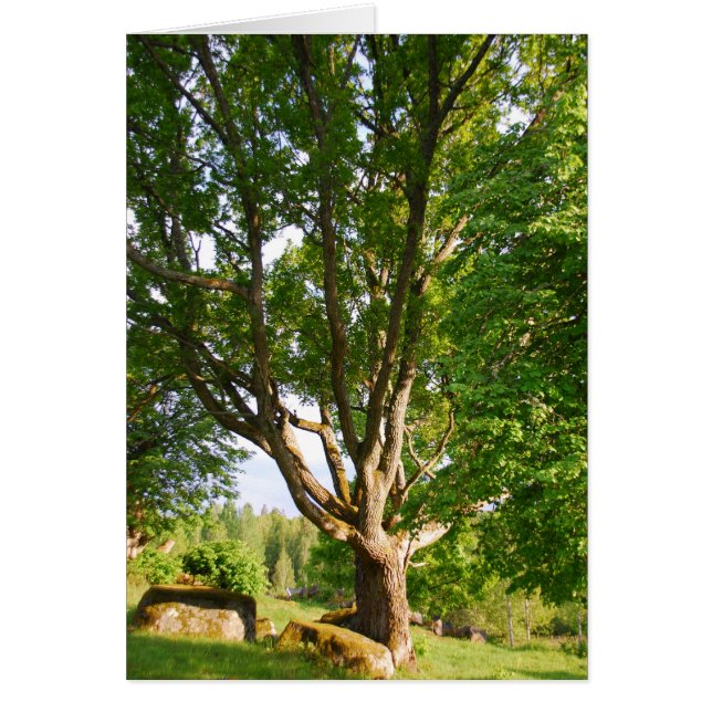 Cartão Midverão Light Småland (Frente)