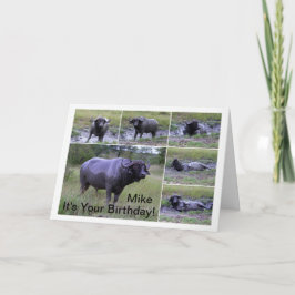 Cartão Mike Feliz Aniversário Cape Buffalo Banho de Lama