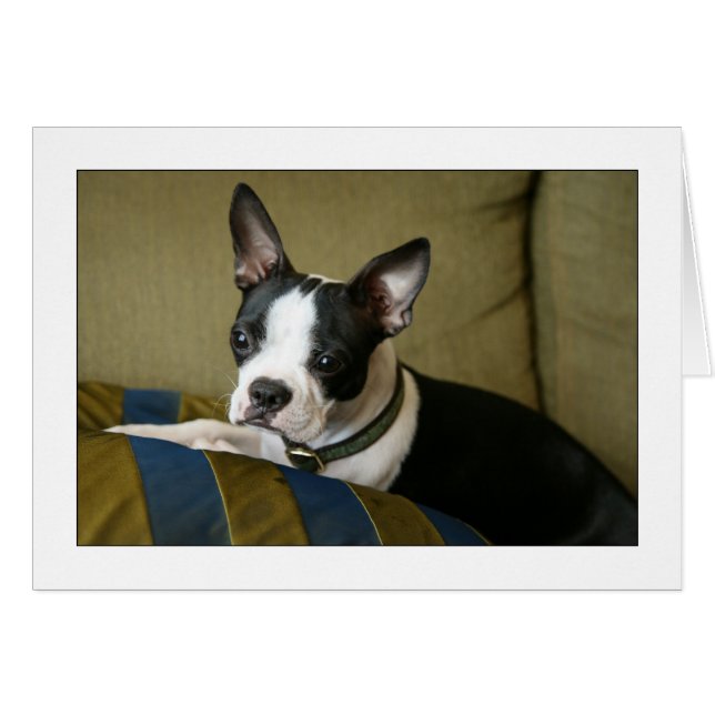 Cartão Miley, o Boston Terrier Puppy (Frente Horizontal)