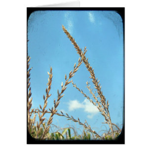 Cartão Milho Para O Céu