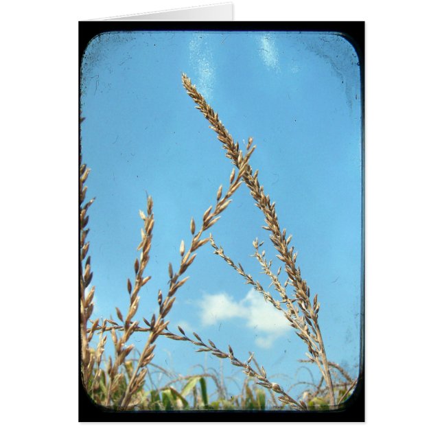Cartão Milho Para O Céu (Frente)