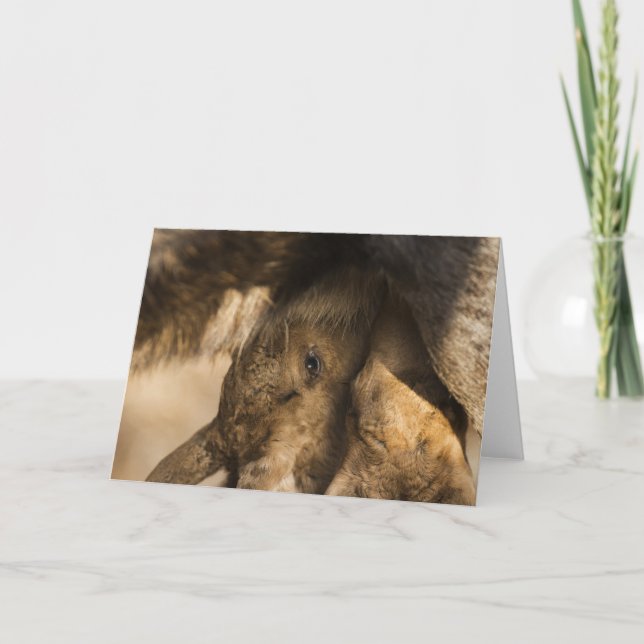 Cartão Milking Moose Calves Greeting Card (Frente)