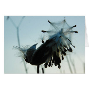 Cartão Milkweed