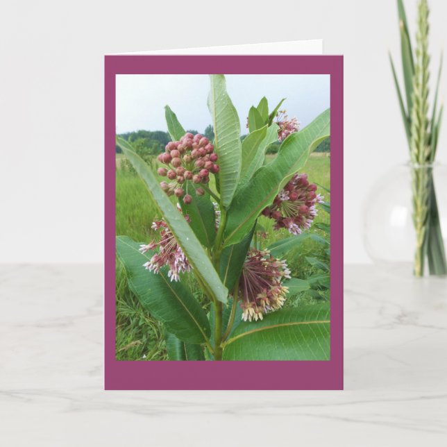 Cartão Milkweed Flowers in Rain Blank Notecard (Frente)