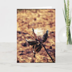 Cartão Milkweed Grunge