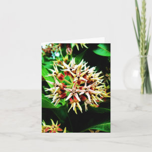 Cartão Milkweed Notecard