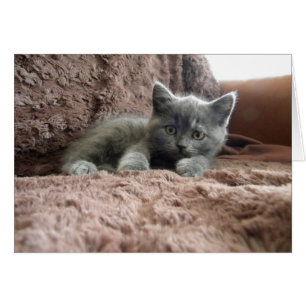 Cartão Milo Piddlewhiskers