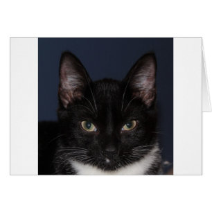 CARTÃO MIM LUV CATZ