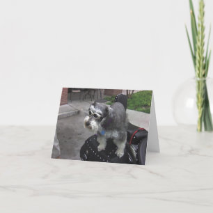 Cartão Minature Schnauzer BIKER